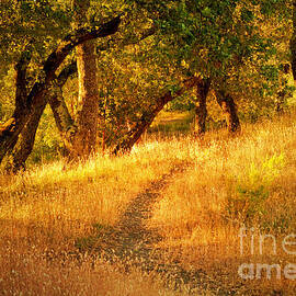 Late Afternoon Walk by Roselynne Broussard