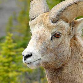 The Magnificent Big Horn Ram by Dyle   Warren