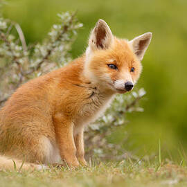 The New Kit ...Curious Red Fox Cub by Roeselien Raimond