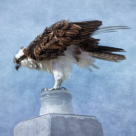 The Osprey  by Kim Hojnacki