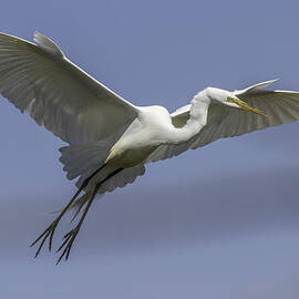 The Perfect Pose by Thomas Young