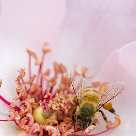 The Pollinator