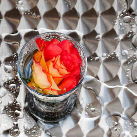 The Rose in the Rain by Hakon Soreide