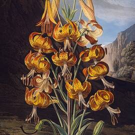 The Superb Lily, From The Temple by Philip Reinagle