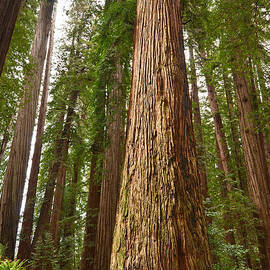 The Survivor - Massive redwoods Sequoia sempervirens in Redwoods National Park named Stout Tree. by Jamie Pham