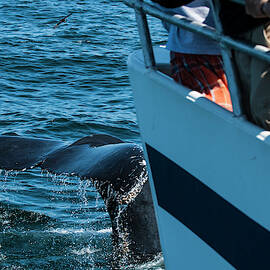 The Tail Of A Whale Right In Front by Joe Klementovich