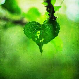 The Trailing Vine by Rebecca Sherman
