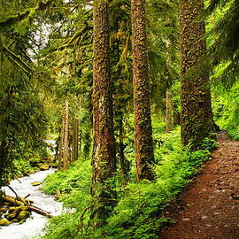 THE TWISTING PATH WINDING THROUGH PARADISE  by Jeff Swan