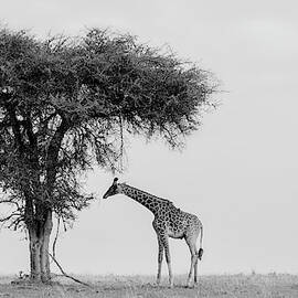 The Wild by Phillip Chang