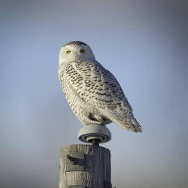 The Wise Snowy Owl by Thomas Young