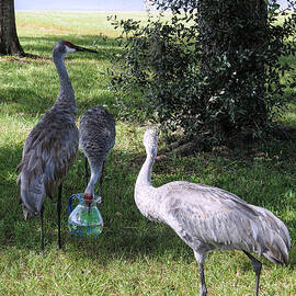 Thirsty cranes