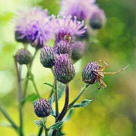 Thistle and spinner by Gynt  