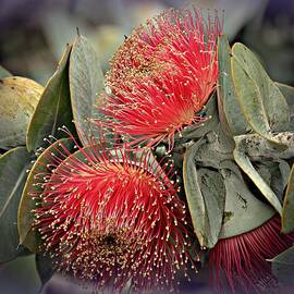 Eucalyptus Flower by Toni Abdnour