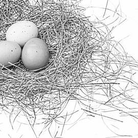 Three Eggs in a Nest Black and White by Jennie Marie Schell