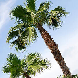 Three Palms at Jamaica Beach by Connie Fox