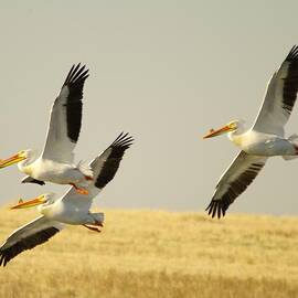 Three Pelicans In Medicine Lake Montana by Jeff Swan