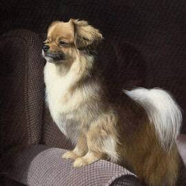 Tibetan Spaniel Painting by Rachel Stribbling