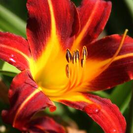 Tiger Lily0169 by Gary Gingrich Galleries