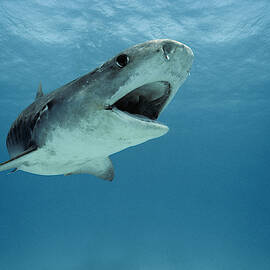Tiger Shark by Jeffrey Rotman