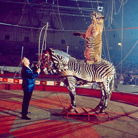 Tiger Stands Up On Top Of Zebra At Circus by Retro Images Archive