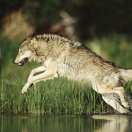 Timber Running Through Water by Tim Fitzharris
