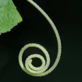 Tiny Fuzzy Curl by Sabrina L Ryan