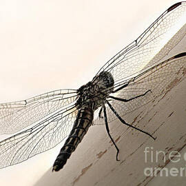 Tiny Magnificence  by Micki Findlay