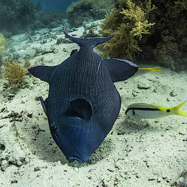 Titan Triggerfish Nest By Digging by Brook Peterson