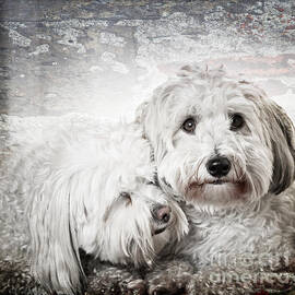 Together by Elena Elisseeva