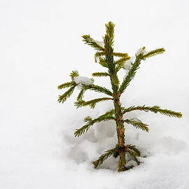 Top of a green conifer tree with lots of snow in winter by Matthias Hauser