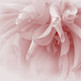 Touch of Pink Dahlia Flower by Jennie Marie Schell
