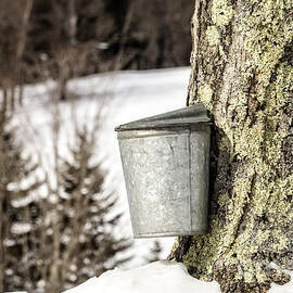 Traditional sap bucket on maple tree in Vermont by Edward Fielding