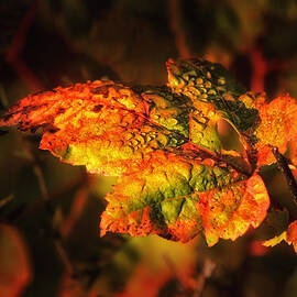 Transitioning by Sue Capuano
