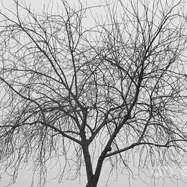 Tree Abstract in Black and White by James BO Insogna