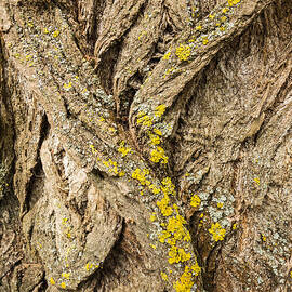 Tree bark closeup - natural abstract by Matthias Hauser