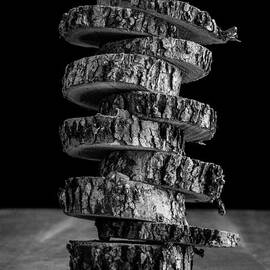 Tree Deconstructed by Edward Fielding