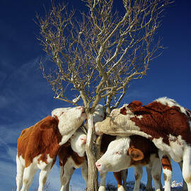 Tree Hugging Cows by Jan Klomp