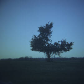 Tree In Field, Chilmark, Massachusetts by Tonee Harbert