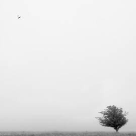 Tree in the Wind by Mike McGlothlen