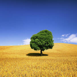 Tree In Weat Field by Deimagine