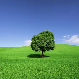 Tree In Weat Field, Spring by Deimagine