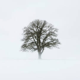 Tree In Winter by Jeremy Walker