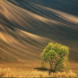 Tree... by Krzysztof Browko