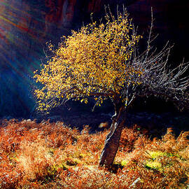 Tree Number 1 by Peter Cutler