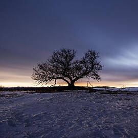 Tree of Insanity by Aaron J Groen
