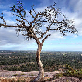 Tree On Enchanted Rock by Todd Aaron