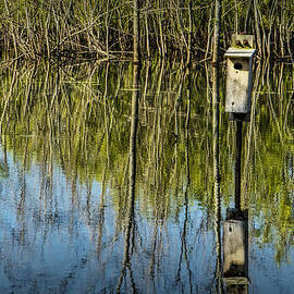 Tree Reflections and Nesting Box in a Pond in West Michigan by Randall Nyhof