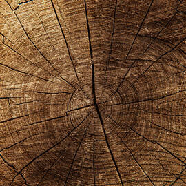 Tree Trunk Center by Andipantz