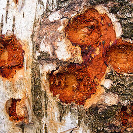 Tree trunk closeup - wooden structure by Matthias Hauser