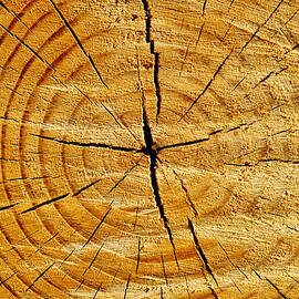 Tree Trunk by Fabrizio Troiani